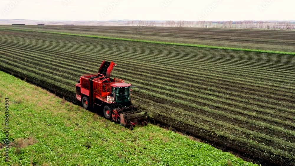 Taken from a drone red harvester collects beets. Russia, Bashkortostan Taken from a drone red harvester collects beets. Russia, Bashkortostan