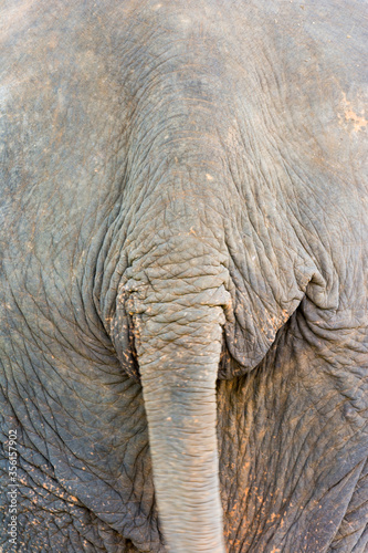 Elephant back close up in protected nature park near Chiang Mai, Thailand