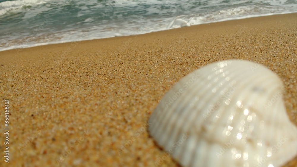 seashell on the beach seashell on the beach