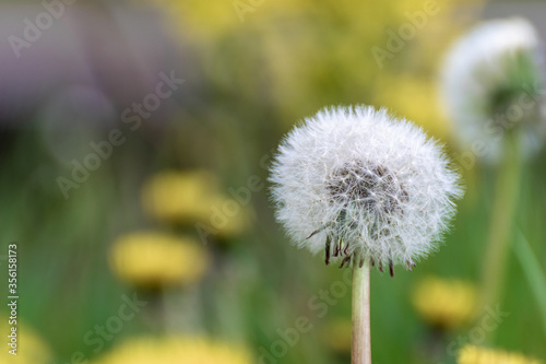 Ripe dandelion on a blurred background. Spring meadow on the background.