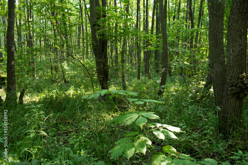 Calm shadow temperate broadleaf and green forest floor