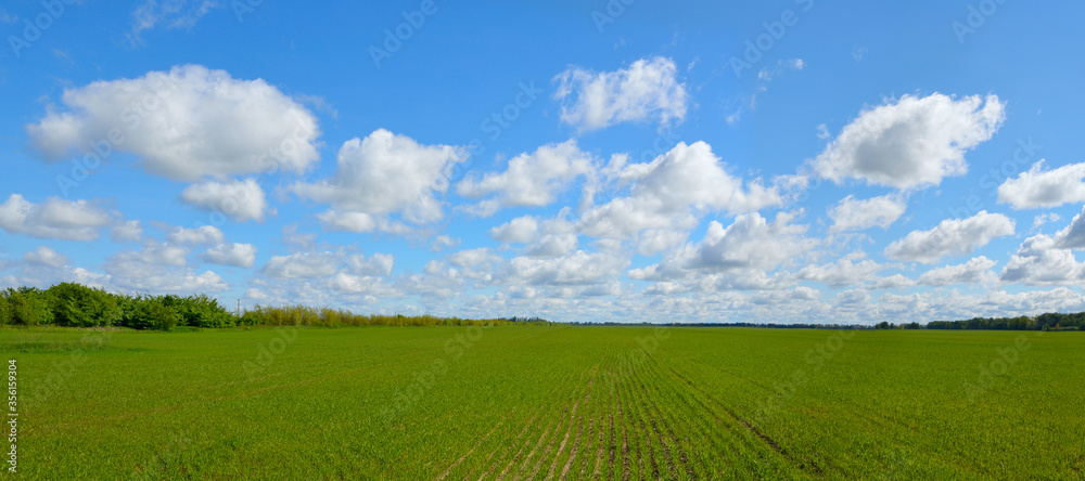 Field with wheat sprouts. Beautiful cloudy sky Field with wheat sprouts. Beautiful cloudy sky
