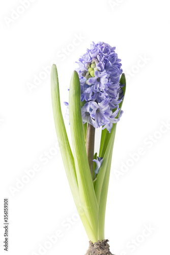 Hyacinth inflorescence with small purple flowers isolated on an white background