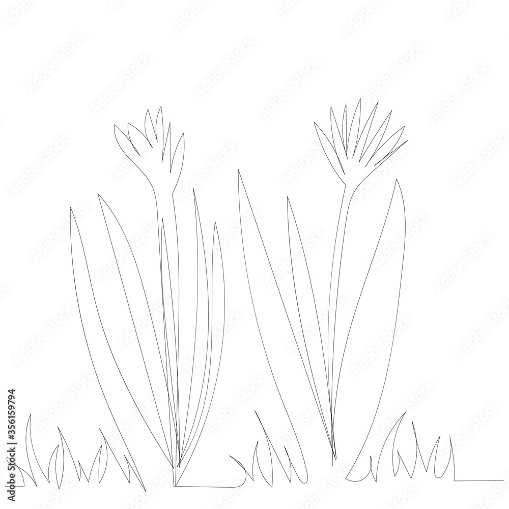 Fototapeta premium white background, drawing with one continuous line of flowers and plants