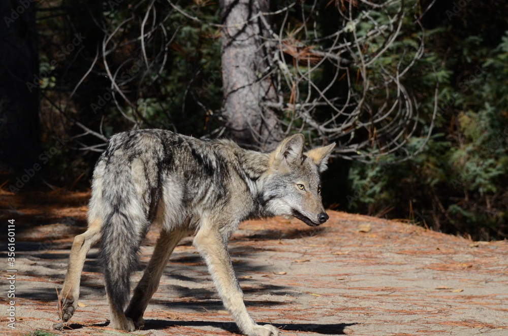 Eastern Wolf in the wild in Ontario, Canada. Eastern Wolf in the wild in Ontario, Canada.