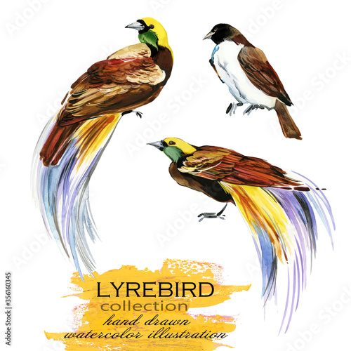 lyrebird hand drawn watercolor illustration set	 photo