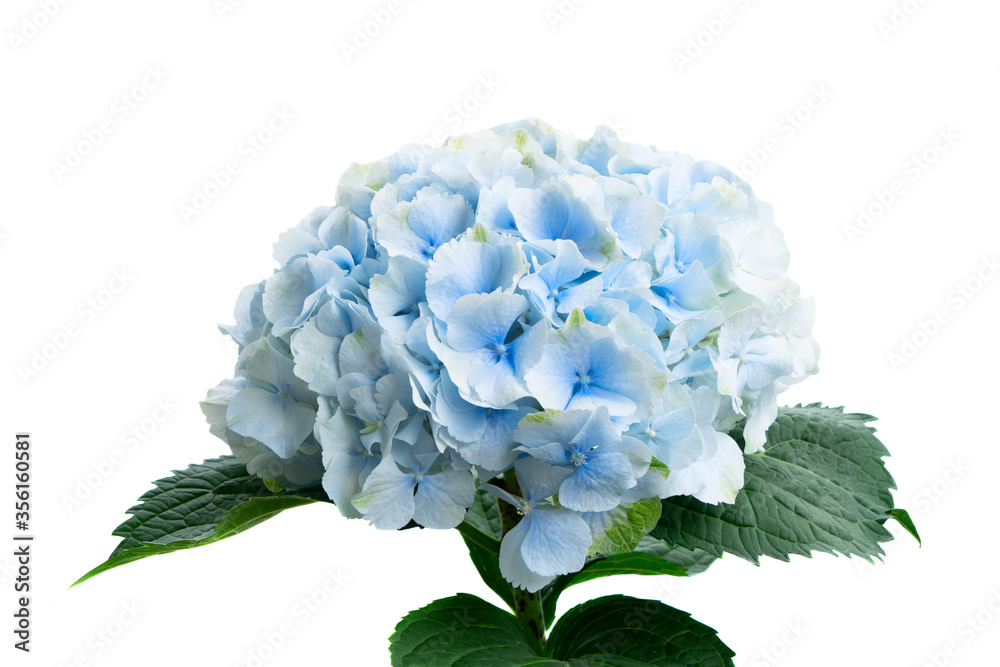 Hydrangea blue flowers Hydrangea blue flowers