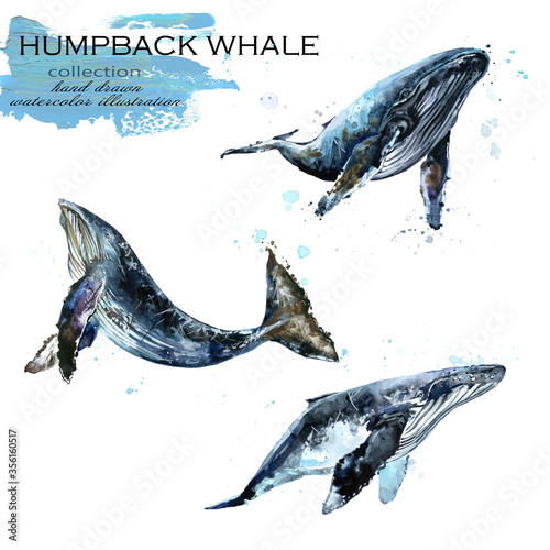 humpback whale hand drawn watercolor illustration set	