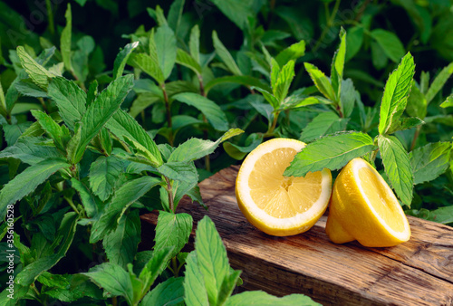 Lemon and growing mint in the garden.