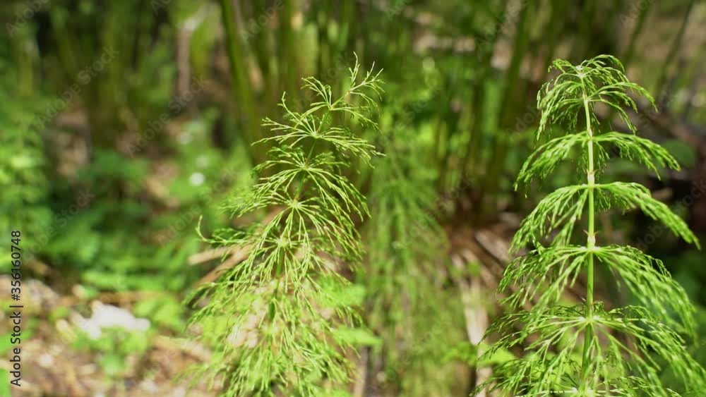 Green Leaves Of Plants Growing In Forest Swaying In The Wind At Island. slow motion  shot
