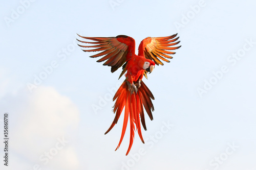 Colorful macaw parrot flying in the sky, Freedom concept