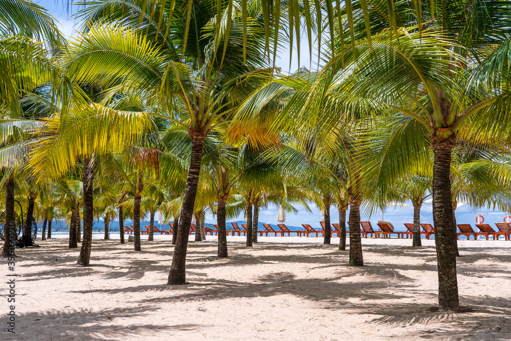 Coconut palm trees and sun loungers on white sandy beach near South China Sea on island of Phu Quoc, Vietnam. Travel and nature concept