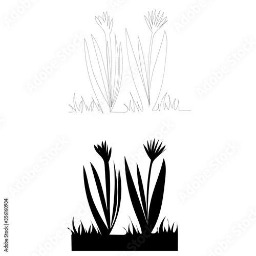 vector, on a white background, a continuous line drawing of a plant © Dzmitry