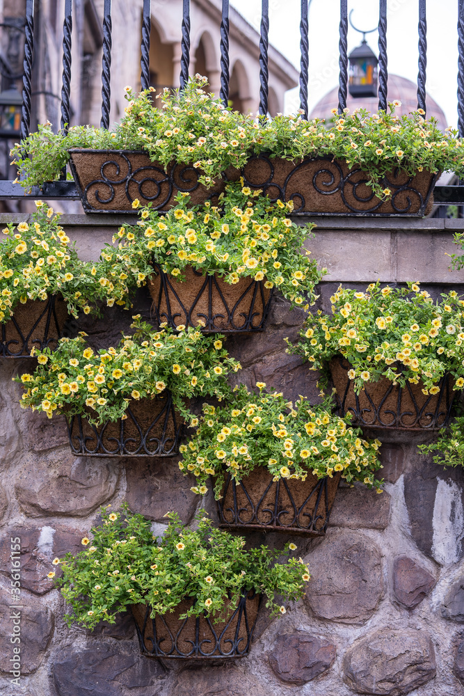 Beautiful yellow flowers in a flower pots in a tropical garden in the city of Danang, Vietnam