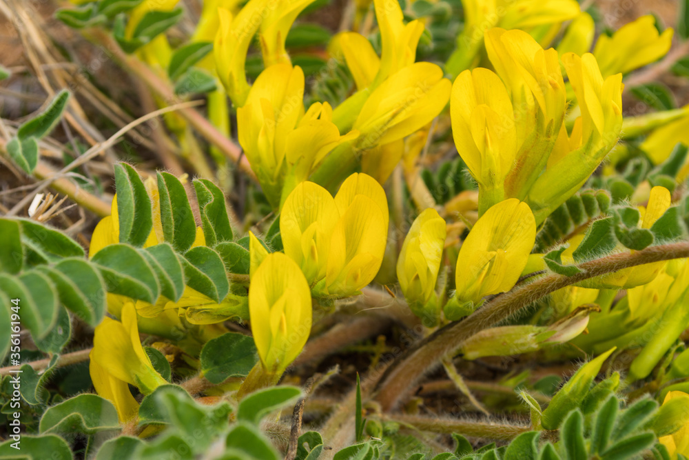 Yellow flowers of downy-flowered Astragalus or woolly-flowered Astragalus (Astragalus dasyanthus). Medicinal steppe plant close-up. Selective focus.