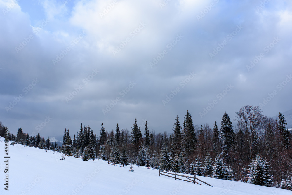Fototapeta premium Spruce mountain forest covered by snow.