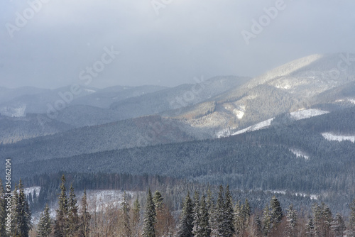 Spruce mountain forest covered by snow.