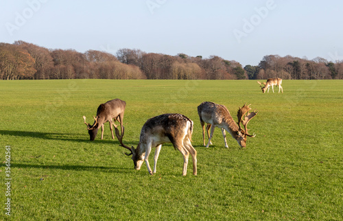 Herd of deer in the meadow © Irina