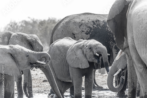 Photography A family of elephants at a waterhole