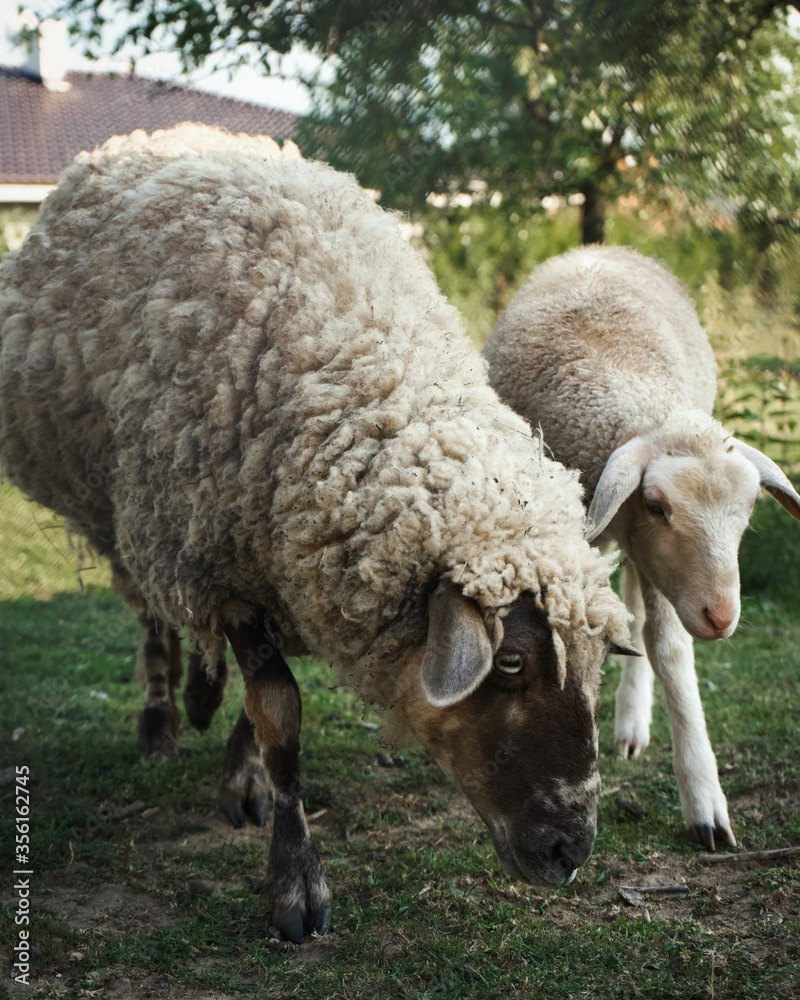 sheep and lamb eating grass, village life sheep and lamb eating grass, village life
