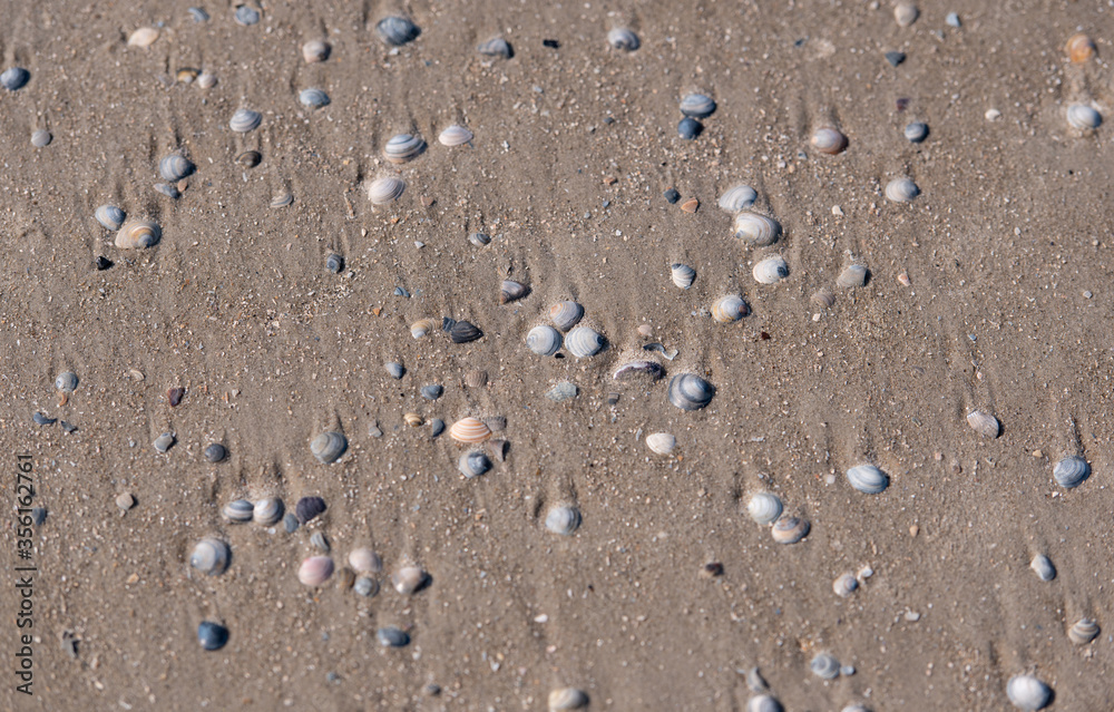 Muscheln liegen am Sandstand an der Nordsee bei Sankt Peter-Ording Strand Muscheln liegen am Sandstand an der Nordsee bei Sankt Peter-Ording Strand