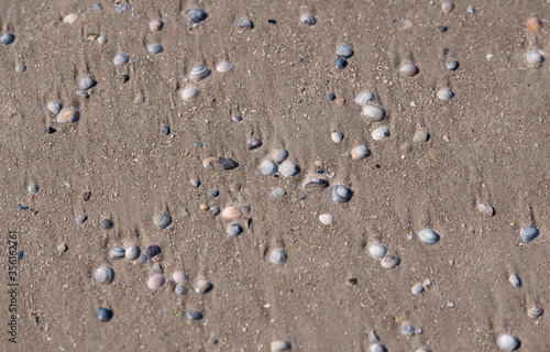 Muscheln liegen am Sandstand an der Nordsee bei Sankt Peter-Ording Strand