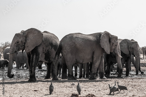 A family of elephants at a waterhole