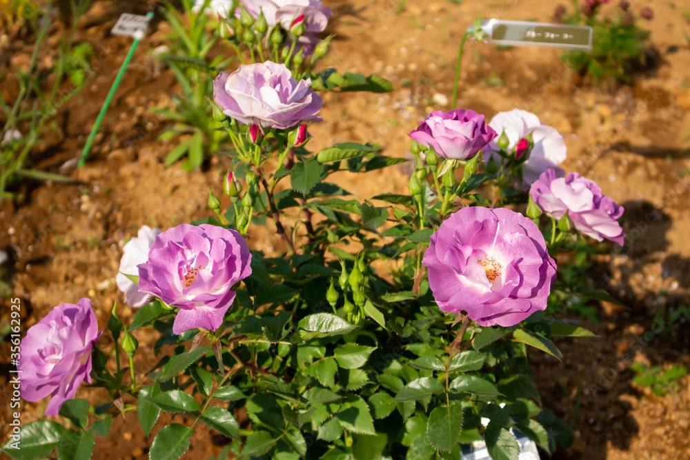 Obraz premium 日本の花の公園にて。 沢山のピンクのバラの花々に囲まれて。