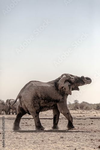 An elephant at etosha national park © Pierre vincent