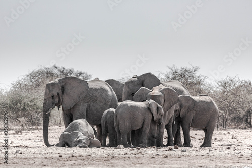 A family of elephants at a waterhole