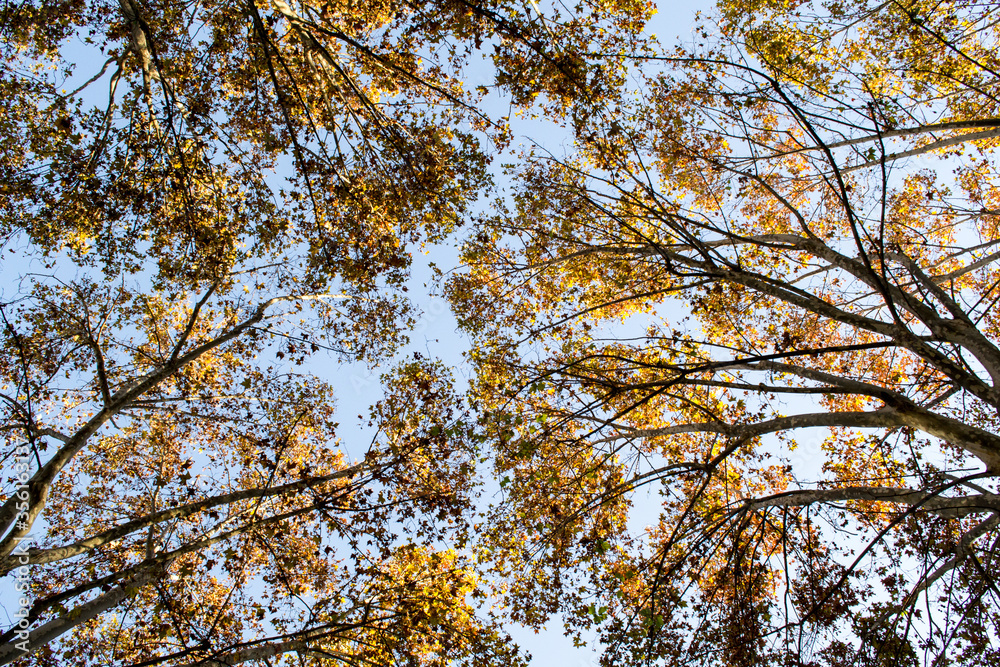Fototapeta premium Some branches full of leaves cover our path in a wonderful park in a sunny day