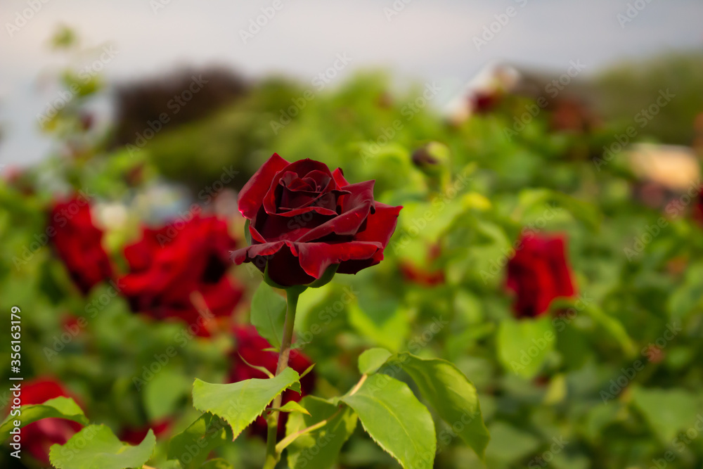 Obraz premium 日本のとるお花が咲く公園にて。 真っ赤なバラが色鮮やかで美しいです。