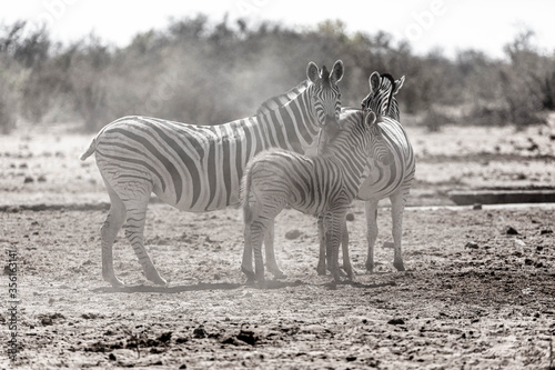 Zebras at Etosha national park in Namibia  Africa