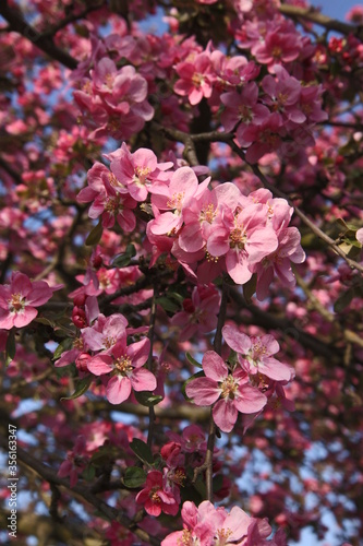 pink apple tree flower, branch of a blossoming apple tree, apple tree flower