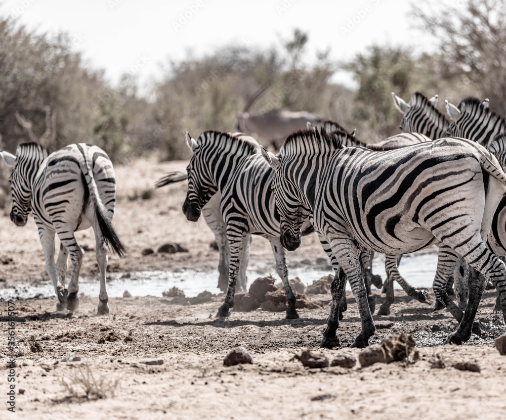 A family of a zebras in the african bush A family of a zebras in the african bush