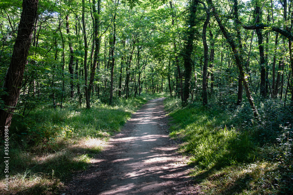 Chemin dans la forêt