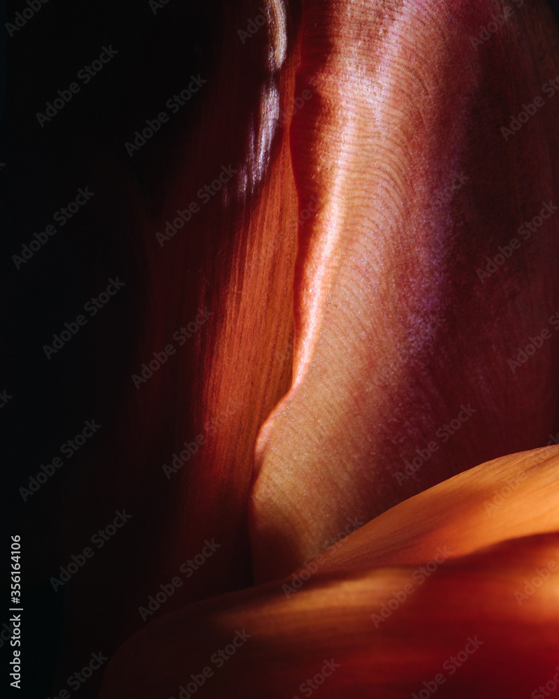 Fototapeta premium Sensual floral close up tulip