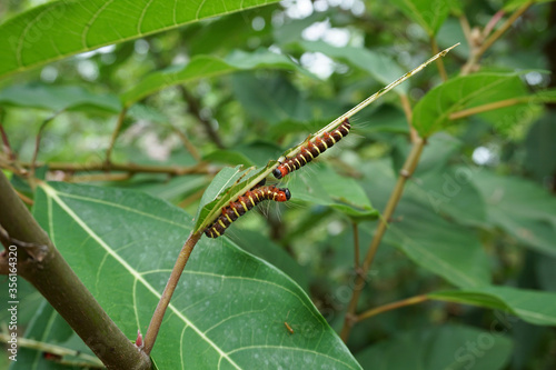 caterpillar on leaf © pangcom