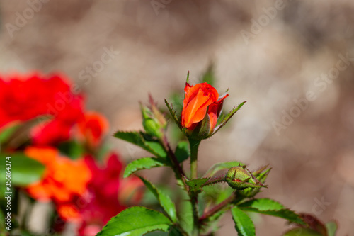 Rose on blurred background.