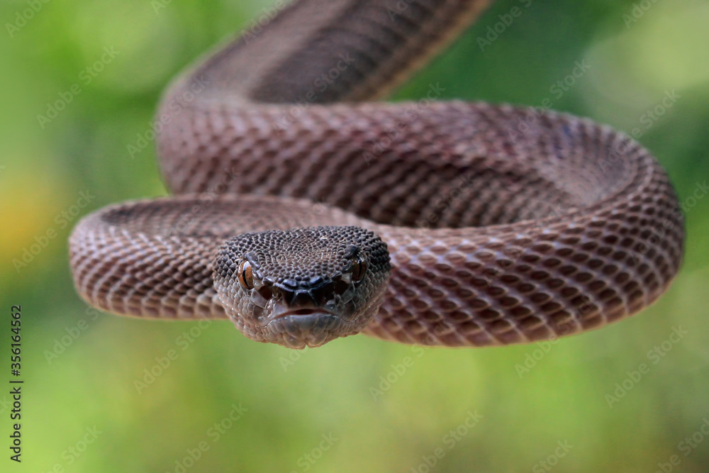 Fototapeta premium Manggrove pit viper closeup face on branch ready to attack