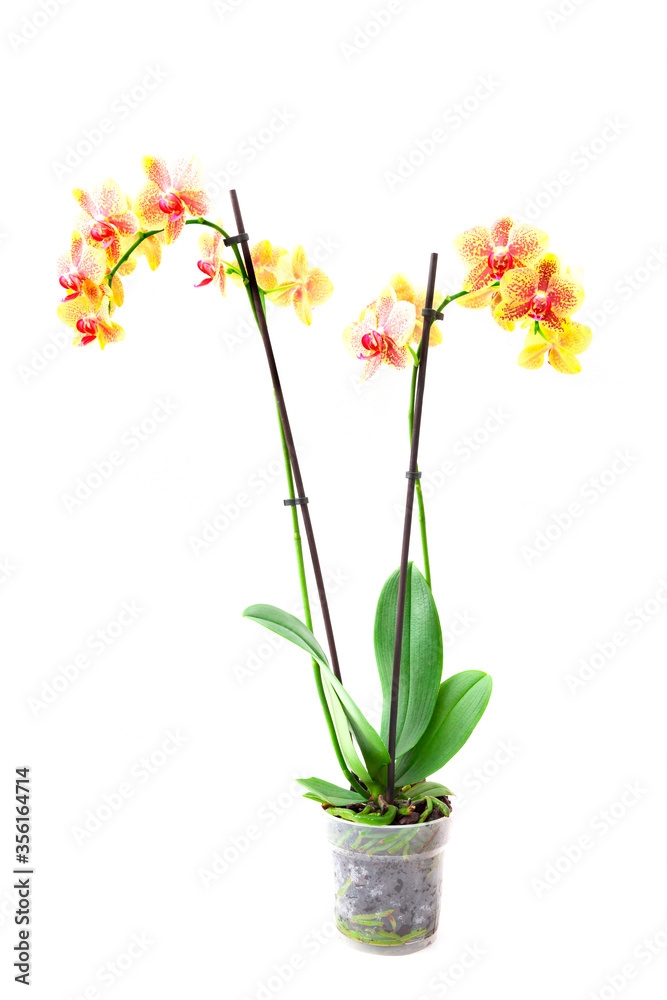 Orchideenpflanze freigestellt auf weißem Hintergrund