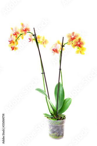 Orchideenpflanze freigestellt auf wei  em Hintergrund