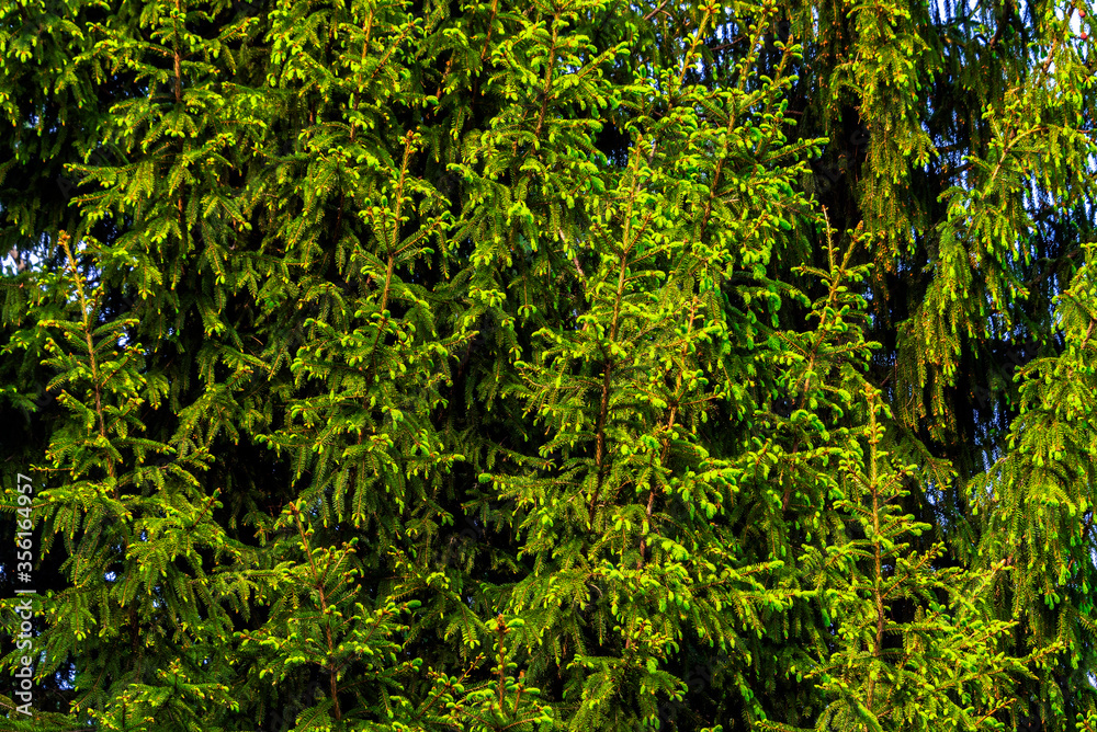 New spring growth of green spruce as background
