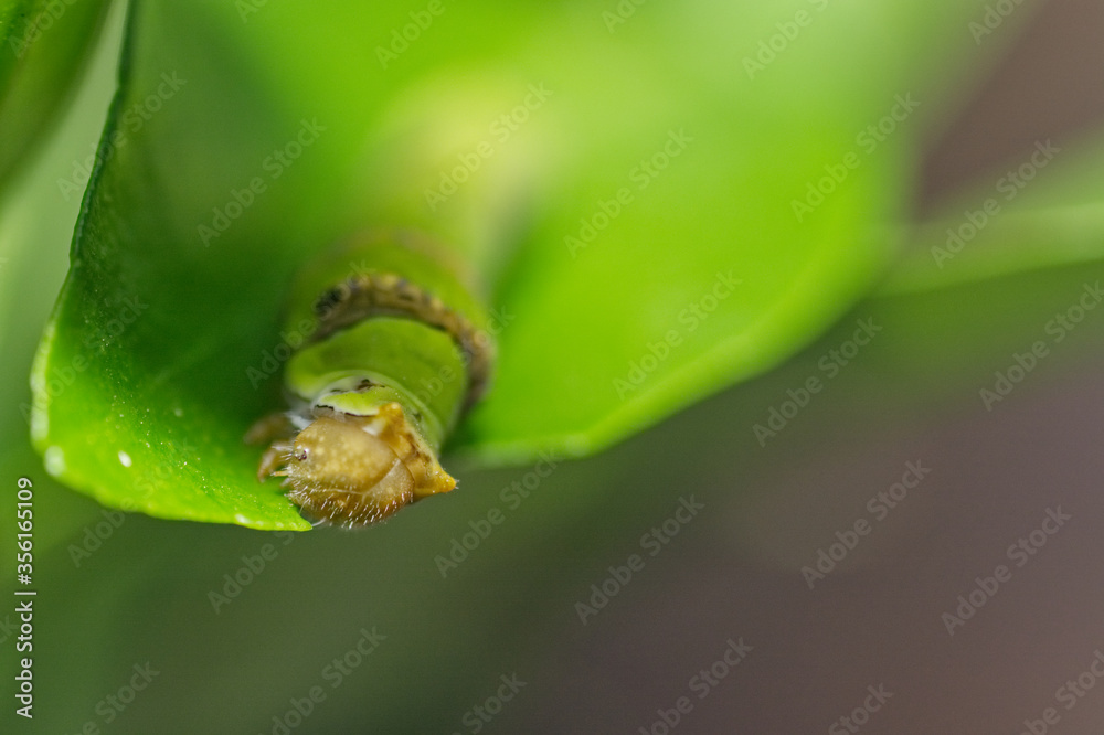 caterpillar on leaf caterpillar on leaf