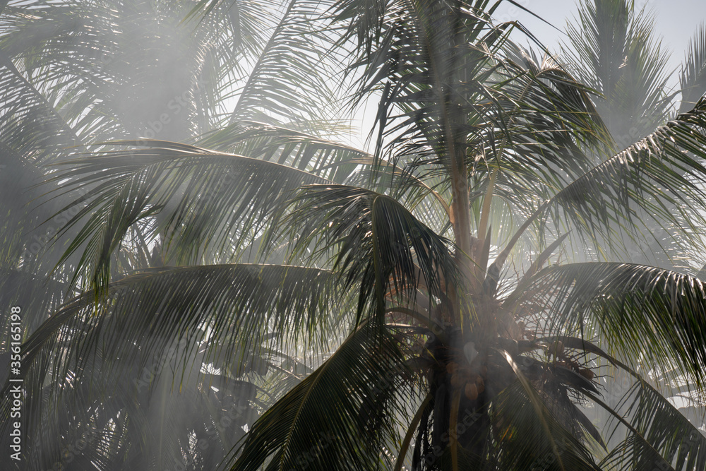 Naklejka premium Smoke Fog in the branches of palm trees on Zanzibar, Tanzania, Africa