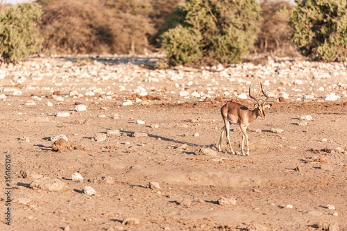 Antelopes in the desert, Africa