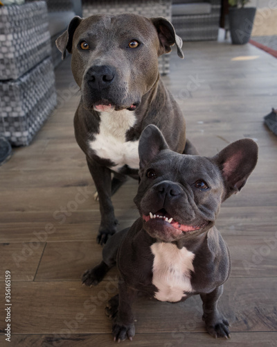 french bulldog and american staffordshire dog best  friends