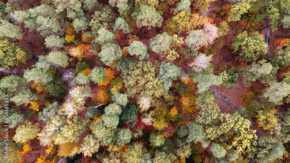 Obraz jesienny krajobraz. widok na kolorowy las. strzał z drona