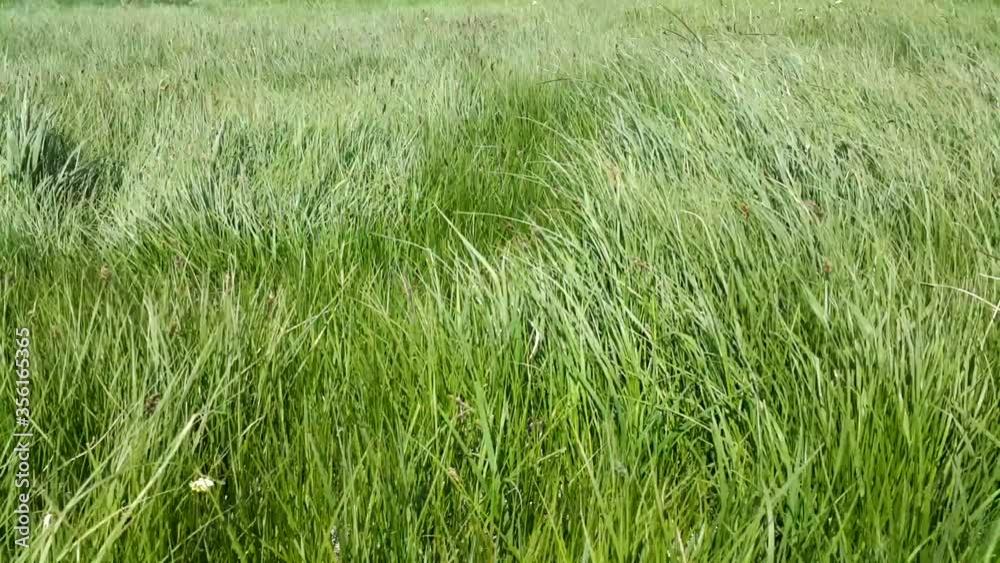In a meadow, the grass develops in the wind on a warm Sunny day. Tall green grass. Strong wind. Anti-stress nature. Refreshing mood. Wave of grass.
In a meadow, the grass develops in the wind on a warm Sunny day. Tall green grass. Strong wind. Anti-stress nature. Refreshing mood. Wave of grass.