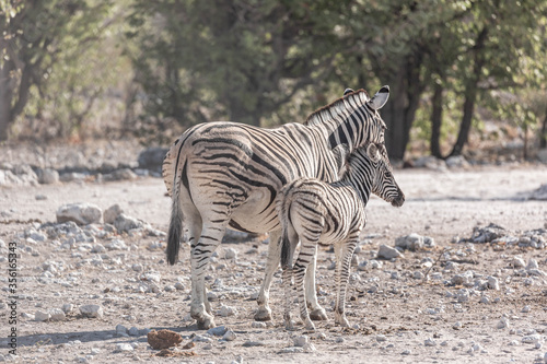 Zebras at Etosha national park in Namibia  Africa